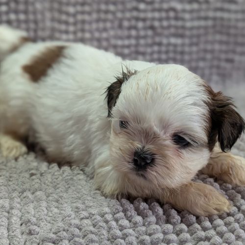 Chiots shih-tzu à réserver #4