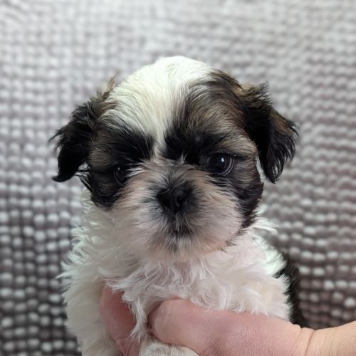 Chiots shih-tzu à réserver #5
