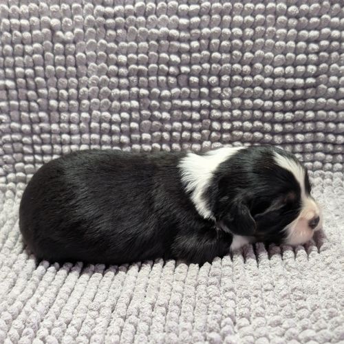 Chiots welsh corgi pembroke à réserver #1