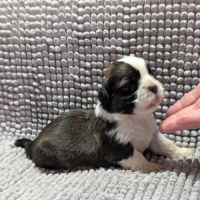 Chiots welsh corgi pembroke à réserver #0