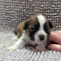 Chiots welsh corgi pembroke à réserver #4