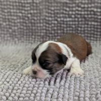 Chiots welsh corgi pembroke à réserver #5