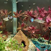 Don guppies et physes 77