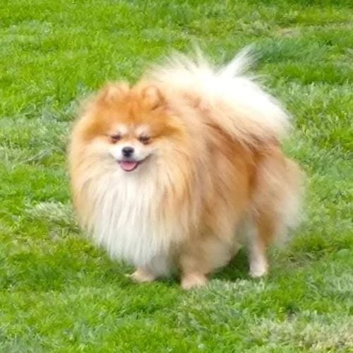 Chiot mâle spitz à réserver #2