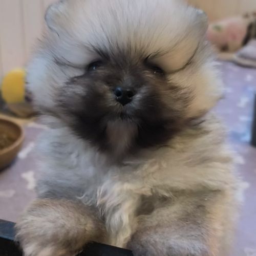 Chiot mâle spitz à réserver #3