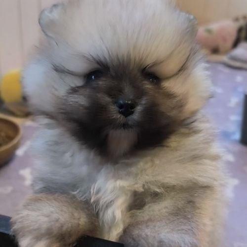 Chiot mâle spitz à réserver #5