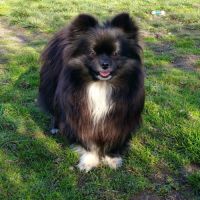 Chiot mâle spitz à réserver #1