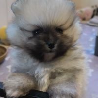 Chiot mâle spitz à réserver