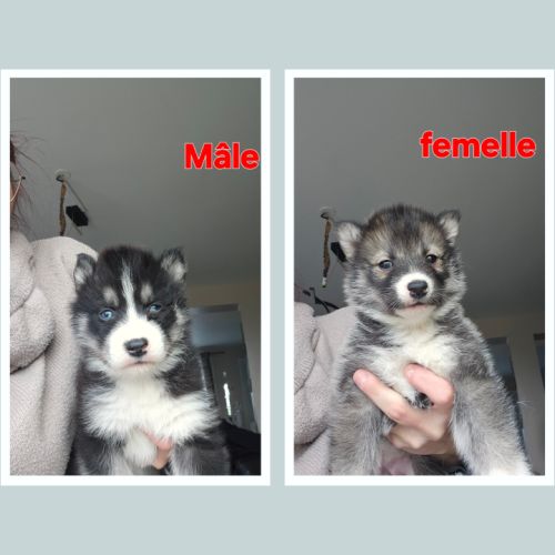 Husky de sibérie non lof #1