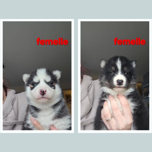 Husky de sibérie non lof #3