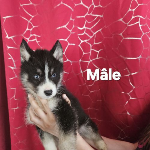 Husky de sibérie non lof