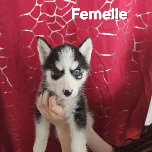 Husky de sibérie non lof #2