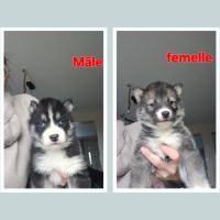 Husky de sibérie non lof #1