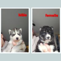 Husky de sibérie non lof