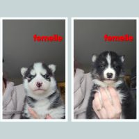 Husky de sibérie non lof #3