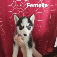 Husky de sibérie non lof #2