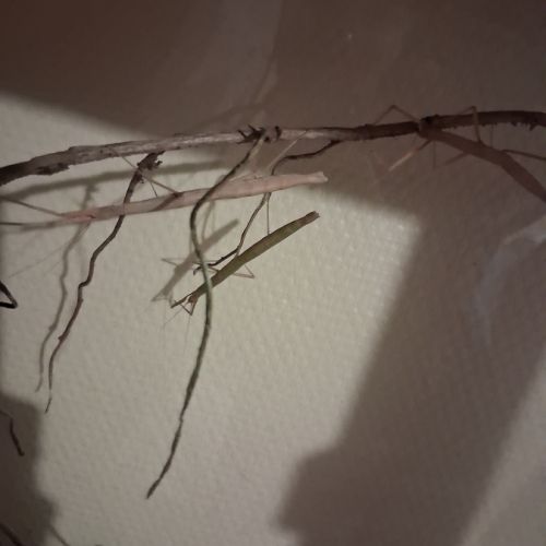 Phasme bâton d'inde adulte #0