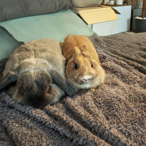 Croisés bélier x lapin nain #1