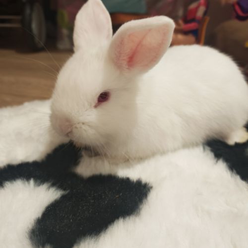 Croisés bélier x lapin nain #2