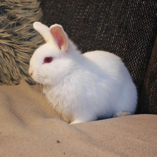 Croisés bélier x lapin nain