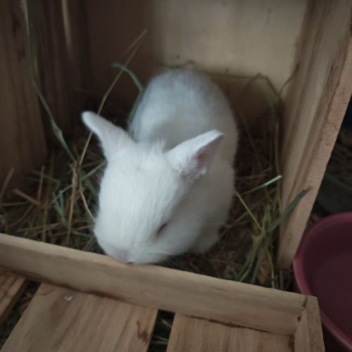 Croisés bélier x lapin nain #5