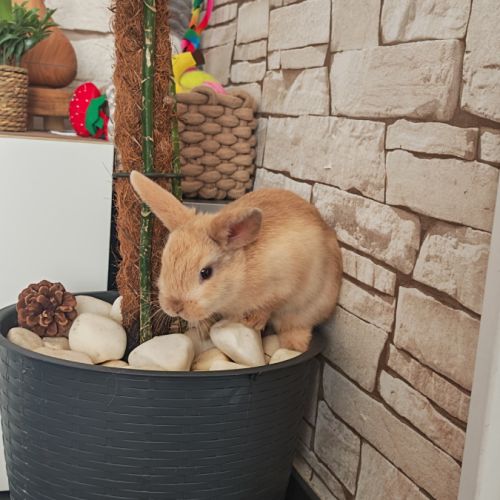 Lapereaux disponible - un mal /une femelle.