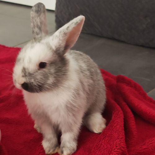 Lapereaux disponible - un mal /une femelle. #4