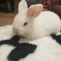 Croisés bélier x lapin nain #2