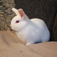 Croisés bélier x lapin nain #0