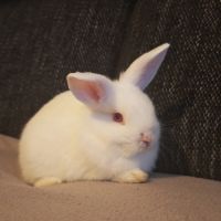 Croisés bélier x lapin nain #4