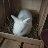 Croisés bélier x lapin nain #5