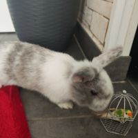 Lapereaux disponible - un mal /une femelle. #1