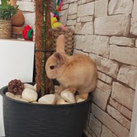 Lapereaux disponible - un mal /une femelle. #2