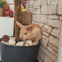 Lapereaux disponible - un mal /une femelle. #0