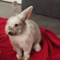 Lapereaux disponible - un mal /une femelle. #4