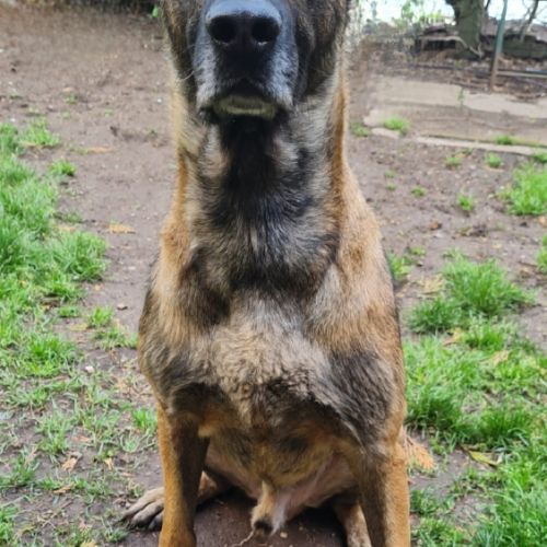 Appolon, un malinois exceptionnel #1