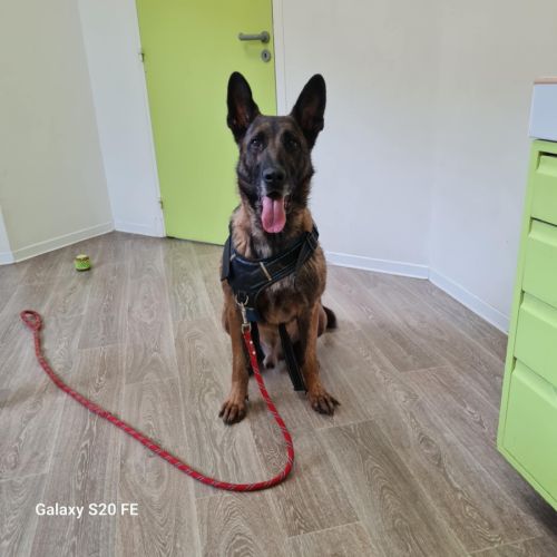 Appolon, un malinois exceptionnel #3