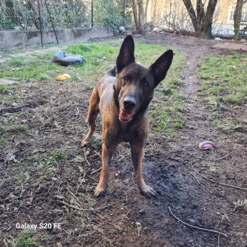 Appolon, un malinois exceptionnel #4