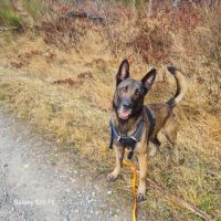 Appolon, un malinois exceptionnel