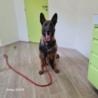 Appolon, un malinois exceptionnel #3