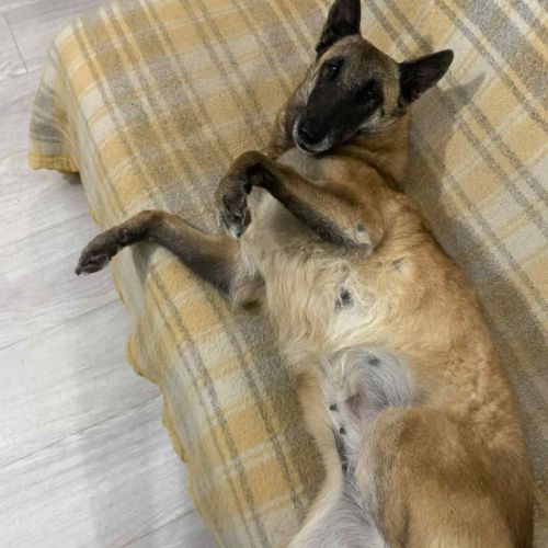 Olka, la plus gentille des malinoises #0