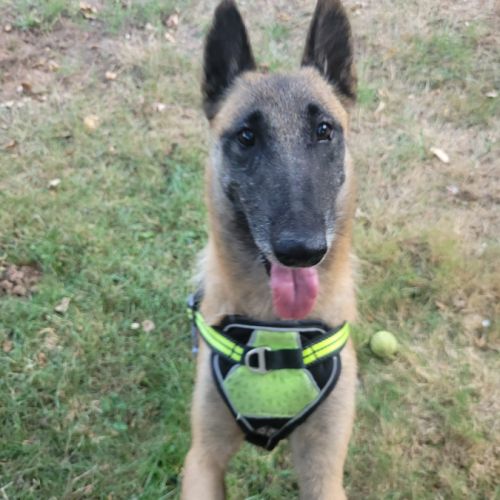 Olka, la plus gentille des malinoises #2