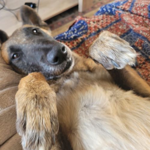 Olka, la plus gentille des malinoises #4