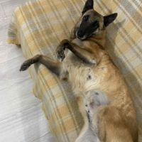 Olka, la plus gentille des malinoises