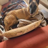 Olka, la plus gentille des malinoises #3