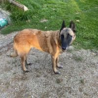 Olka, la plus gentille des malinoises #5