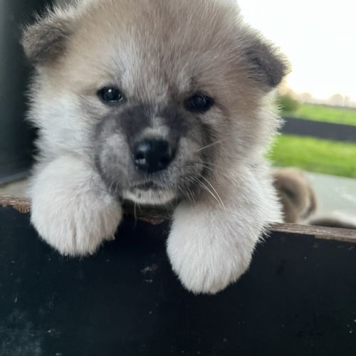 Chiots akita inu - 4 semaines #1