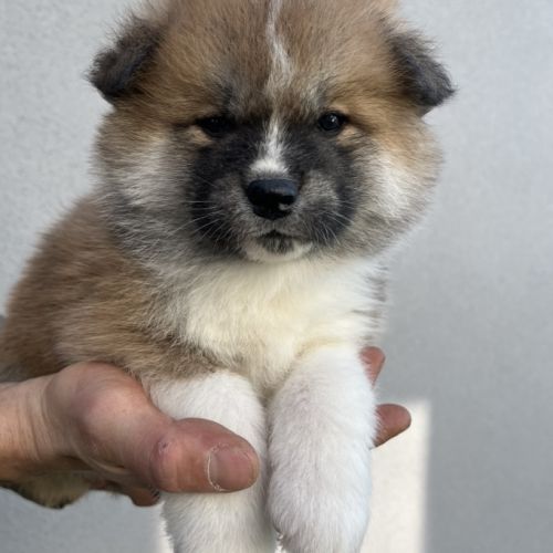 Chiots akita inu - 4 semaines #0
