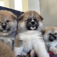 Chiots akita inu - 4 semaines #3