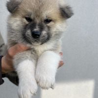 Chiots akita inu - 4 semaines #4